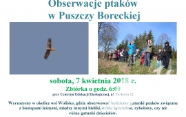 Obserwacje ptaków w Puszczy Boreckiej